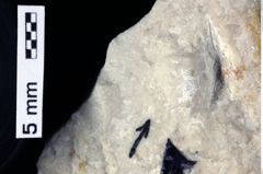 Foto (Detailansicht) von Bullariscus patruliusi (Robins et al., 2013) (NHMW-GEO-1990-0041-0338)